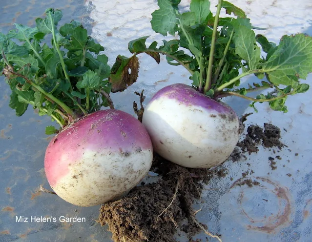 Turnip Casserole at Miz Helen's Country Cottage