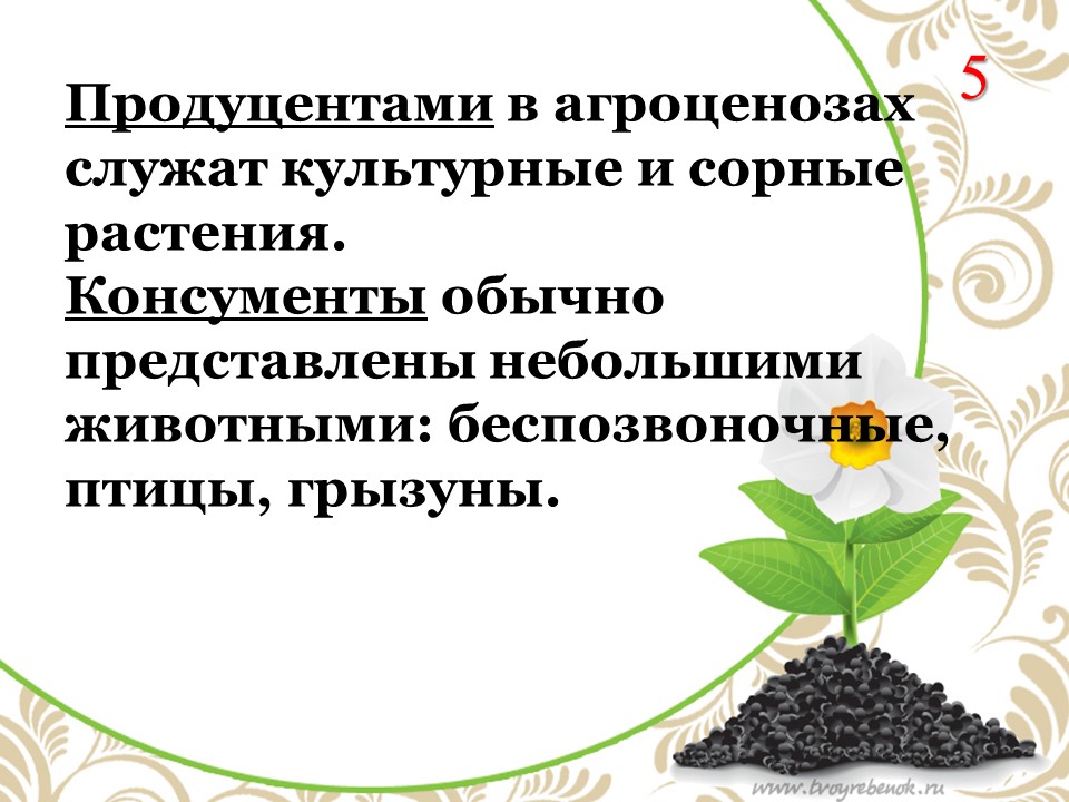 Продуценты агроценоза. Растения продуценты. Искусственные сообщества сад культурные растения и сорные растения. Комнатные растения продуценты.