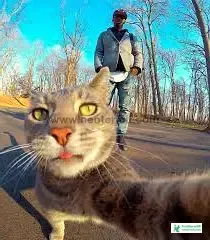 Cat Pic Selfie - Cat Pics Download 2023 - biraler pic - NeotericIT.com - Image no 3