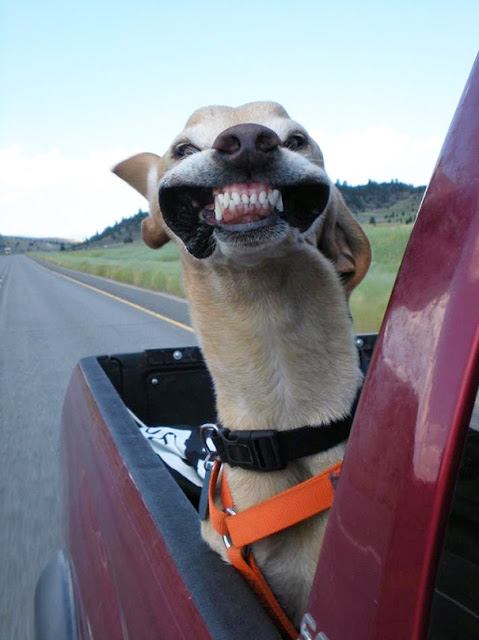 Cachorros que amam passear de carro mais do que tudo 