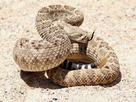 cascabel de diamante occidental Crotalus atrox