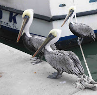 Brown Pelicans at Haulover Beach Park Marina, Miami