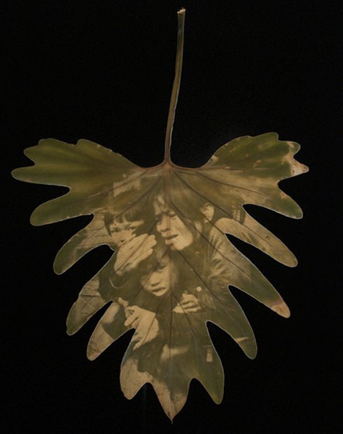 Chlorophyll Printing Art by Binh Danh