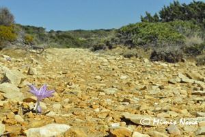 Koufonisia (56)