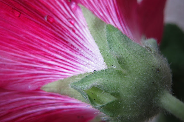 de mooiste foto's uit mijn tuin van juli 2012