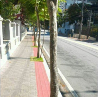 Foto em dia ensolarado. Em uma rua pavimentada com calçadas largas em ambos os lados. Em perspectiva, a calçada da esquerda, próximo ao meio fio, árvores plantadas com intervalos de 2 a 3 metros, ao longo da extensão da rua. Detalhe: os canteiros quadrangulares que contornam os troncos estão sobre a trilha avermelhada do piso tátil que direciona as pessoas com deficiência visual, formado por feixes salientes retangulares em paralelo que, como sugere o próprio nome, indica a direção a ser seguida.