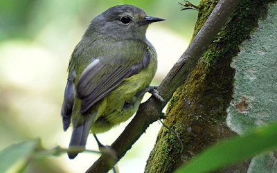 Suara Burung Opior Jawa