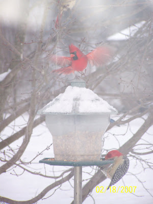 A whimsical WinterTime picture taken at our bird feeder last winter