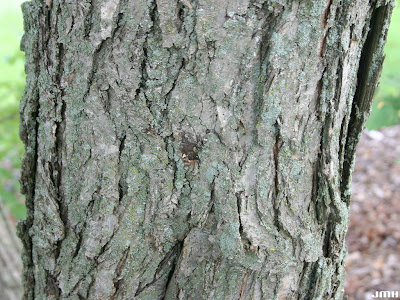 black cherry tree bark. lack cherry tree bark. cherry