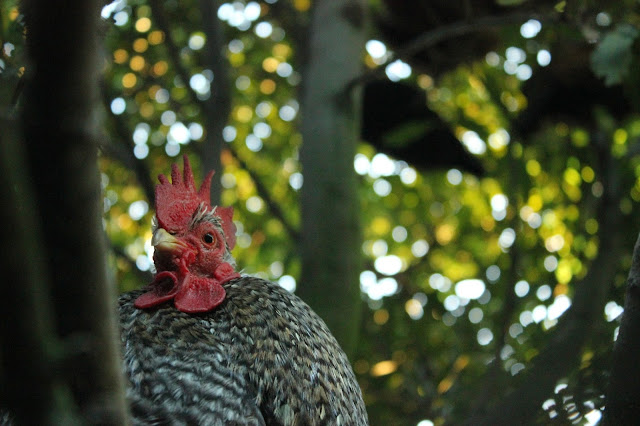 Mottled organic Cochin roosting in a bay tree