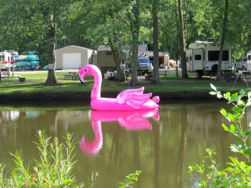 flamingo float