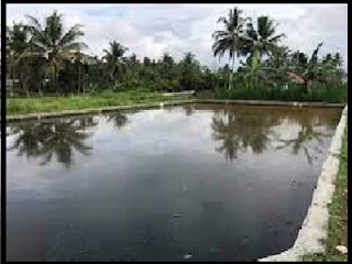 kolam pembesaran benih