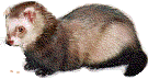 eatingferret