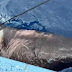 Tubarão do Ártico que vive 400 anos intriga cientistas ao surgir 