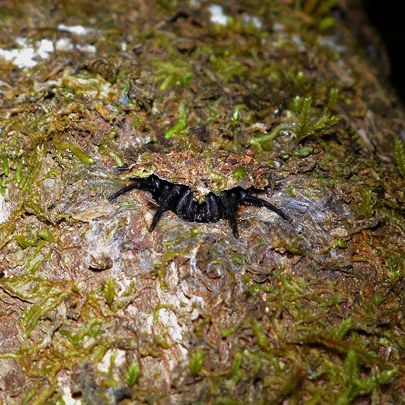 Tree trapdoor spider