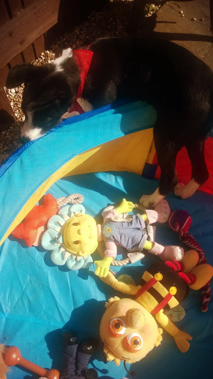 Mollie In The Ball Pool