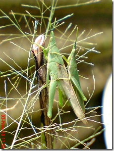 green grasshopper mating over view 02