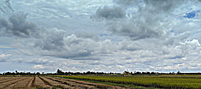 sawah padi di tanjung karang selangor