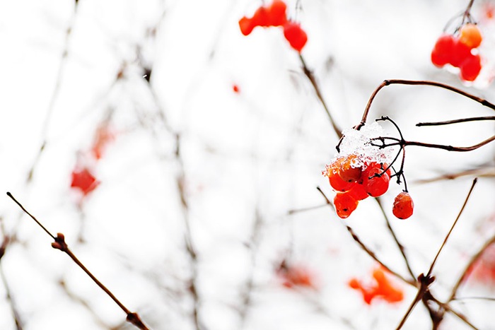 berries-1