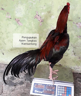 Ayam aduan bandung, Ayam aduan bagus, Ayam aduan berkualitas, Ayam aduan birma asli, Ayam aduan asli indonesia, Ayam aduan antoni martadipura, Ayam aduan ampuh, Ayam aduan ciparage, Ayam aduan cacingan, Ayam aduan ciung wanara, Ayam aduan champion, Ayam aduan depok, Ayam aduan dari amerika, Ayam aduan di bali, Ayam aduan dragon killer