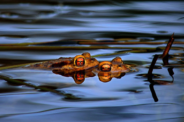 "La Mare aux Fées" Forêt de Fontainebleau, crapaud commun, Bufo bufo