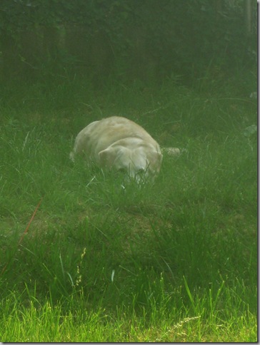 connor the drama dog 002