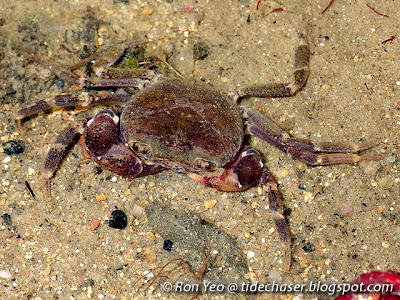 Singapore Freshwater Crab (Johora singaporensis)