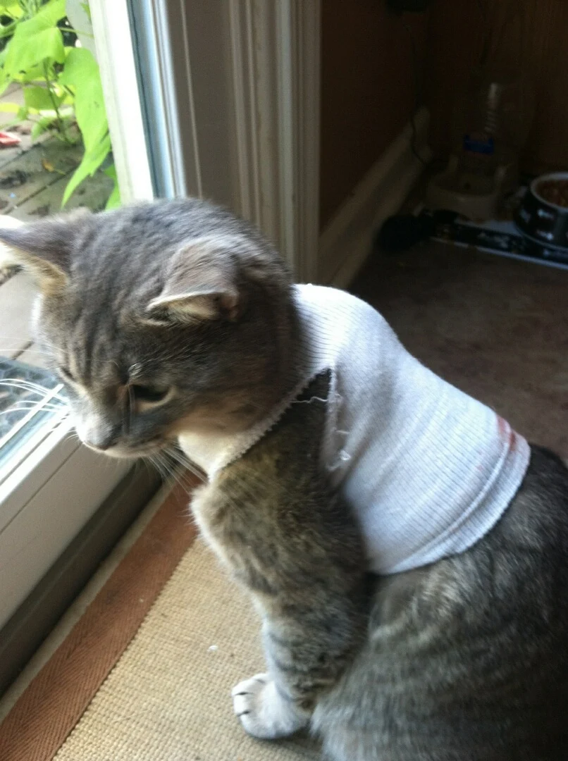 cat-clothes