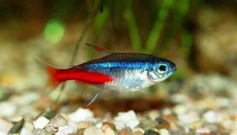 Ikan Neon: Si Ikan Kecil yang Bercahaya