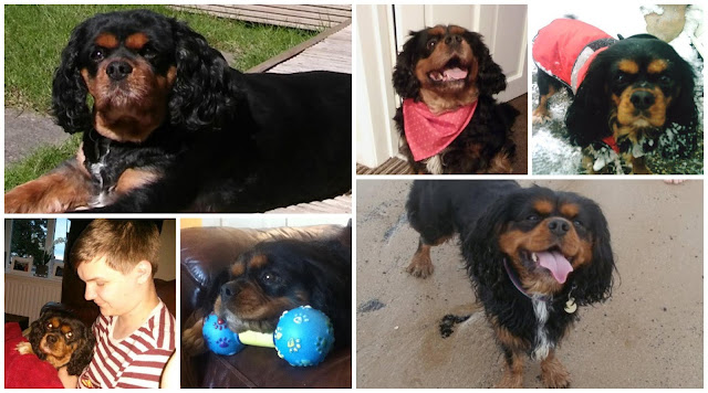 Black and tan cavalier king charles spaniel collage