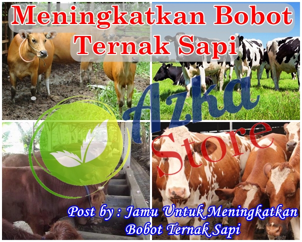 Jamu Untuk Meningkatkan Bobot Ternak Sapi