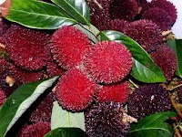 Pulasan