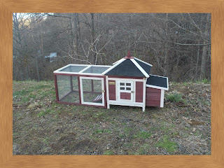 backyard, chicken, coop, backyard chickens, chicken coop