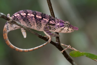 parc national Ankarafantsika, voyager à Madgascar, préparation de voyage à madagascar