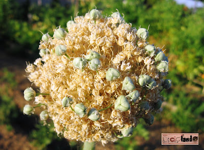 fiore appassito (con semi) Cipolla Riciclando