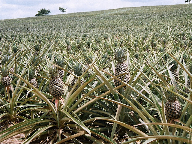 Campo di Ananas