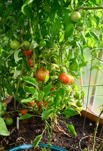 ripe tomatoes at Rocky Point
