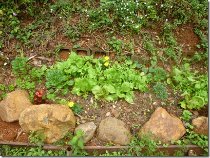 49 garden 4 weeks