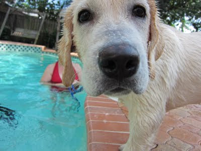 A very wet Jam standing by the swimming pool and staring into the camera.