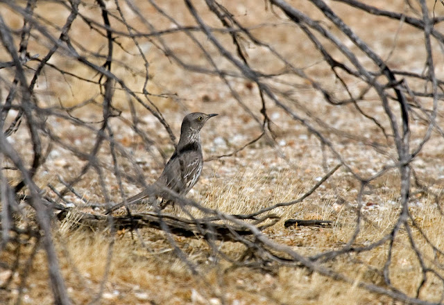 Sage Thrasher