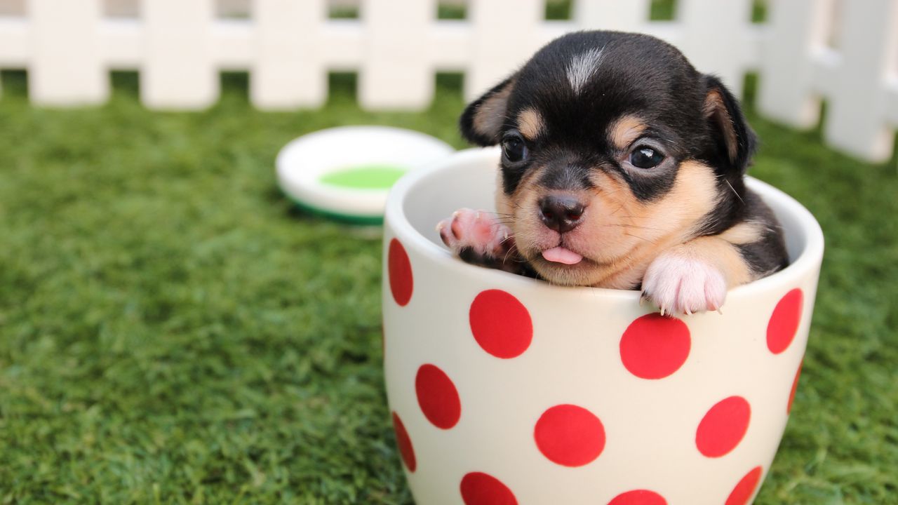 Wallpaper Puppy Dog Cup