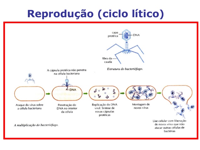 Resultado de imagem para ciclo litico