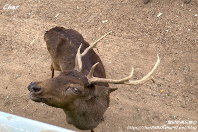 原來這才是動物園！一秒置身非洲草原 零距離體驗餵食樂趣 輕鬆