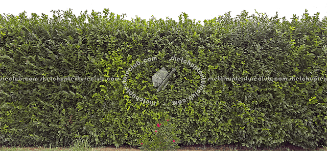 our textures tin survive used amongst whatever rendering engine Extraordinary exclusive novel cut-out hedges textures