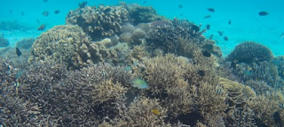 Pulau Siaba Besar. Parque Nacional de Komodo, Indonesia.