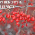 Barberry Benefits and Side Effects - Weight Loss, Skin