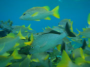 Toques on Moto (belize snorkling )