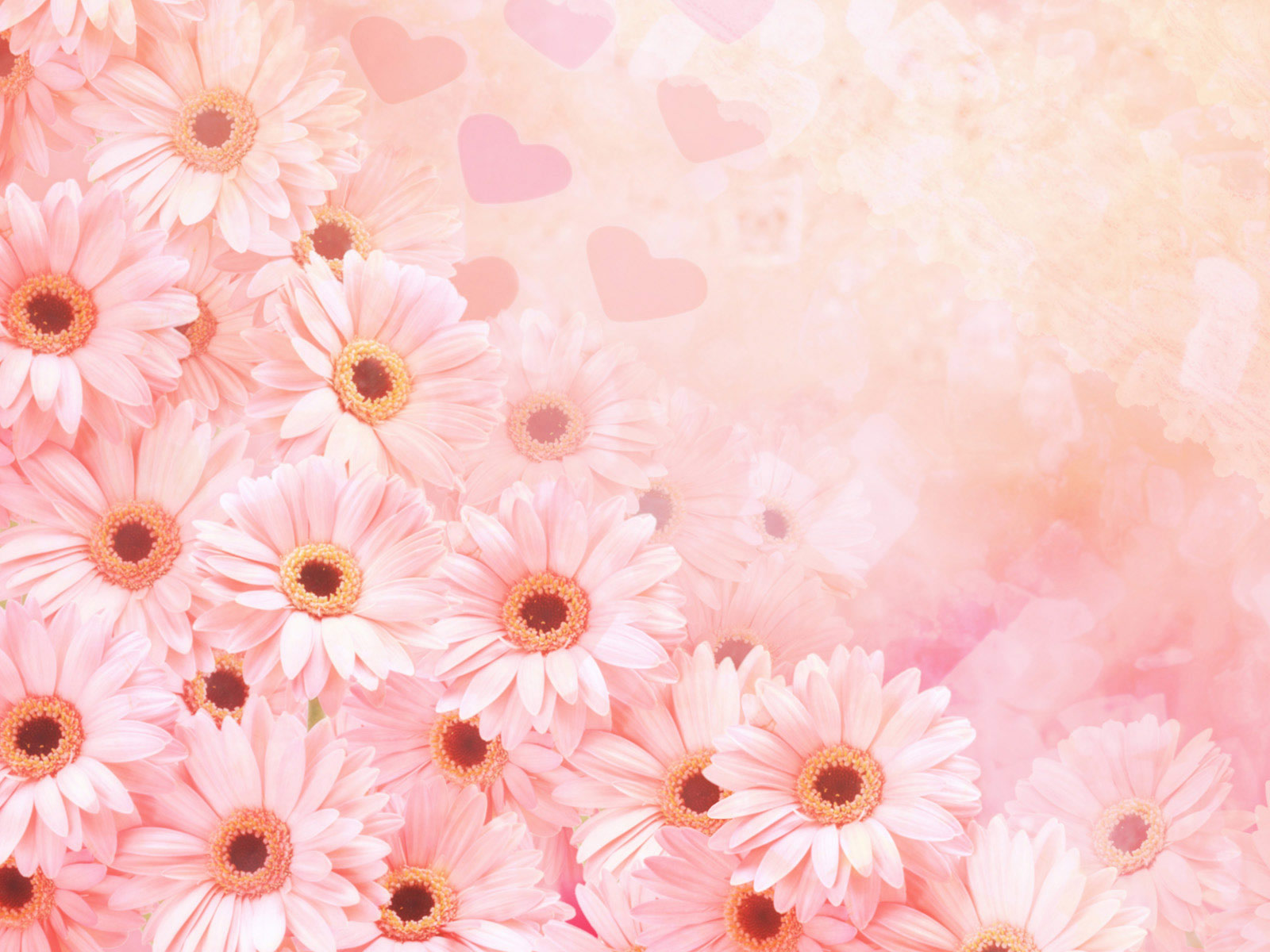 Wallpapernarium: Lindas flores de color rosado