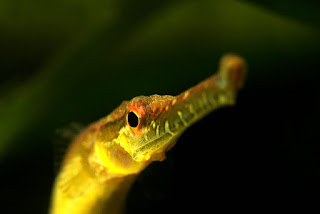 Microphis brachyurus - Short-tailed pipefish