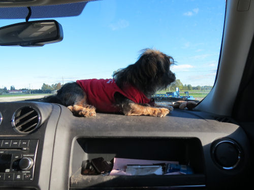 dog on car dashboard